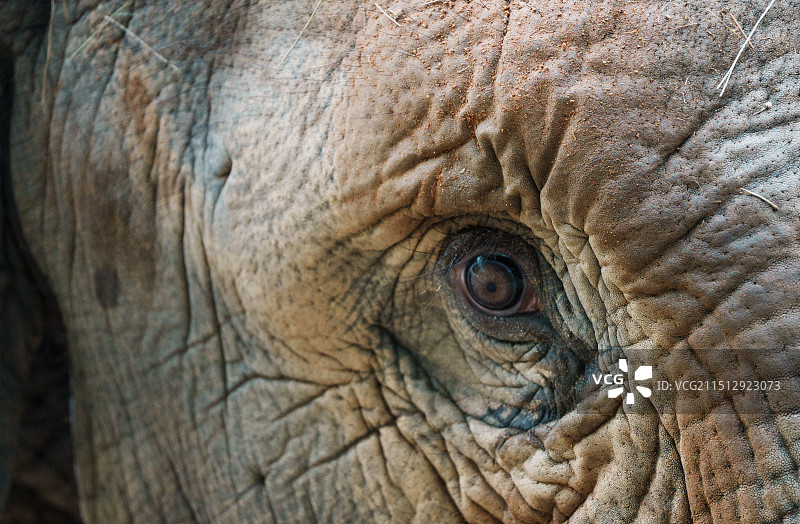 大象的特写肖像图片素材