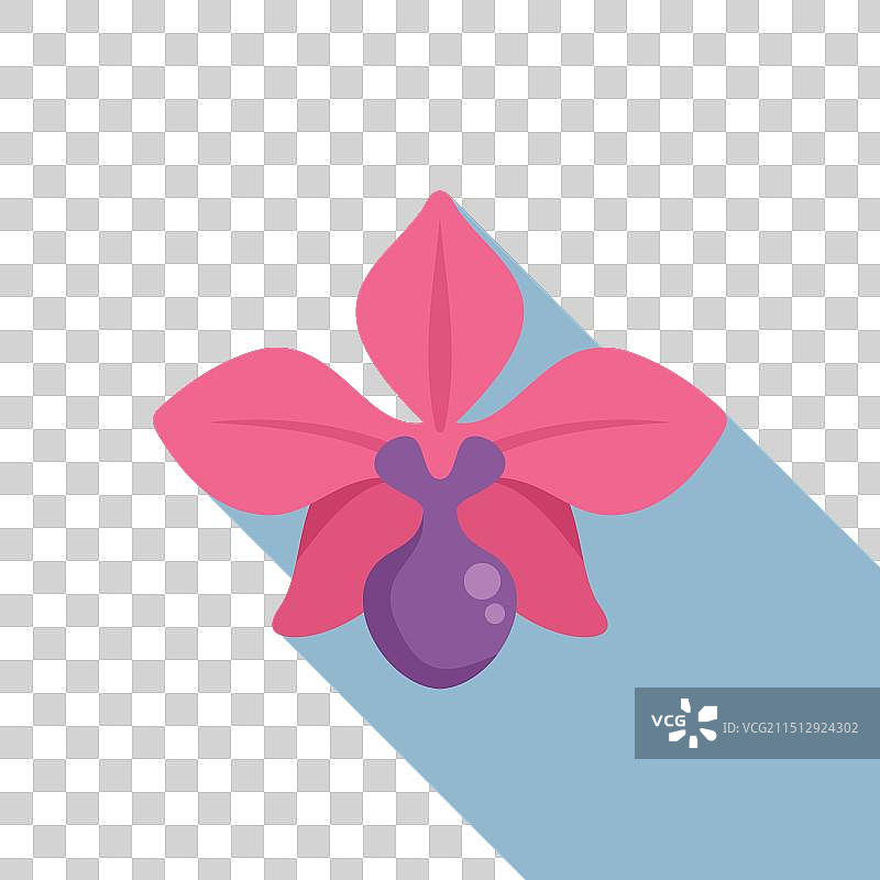 盛开的粉色兰花，带有长长的阴影图片素材