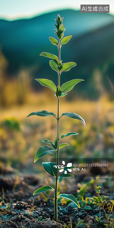 【AI数字艺术】乡村田野中生长的植物幼苗，展示双子叶植物的特征，凸显农业生物多样性和宁静景观中的自然图片素材