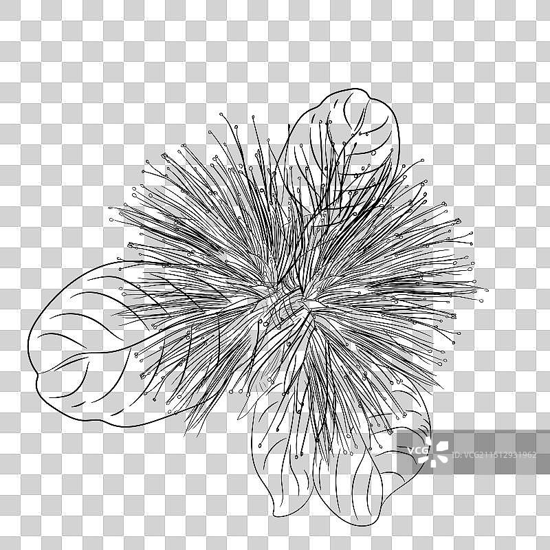 手绘植物图图片素材