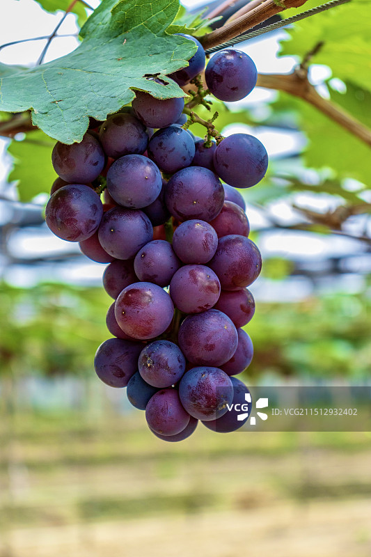 南宁八桂田园里的紫色葡萄图片素材