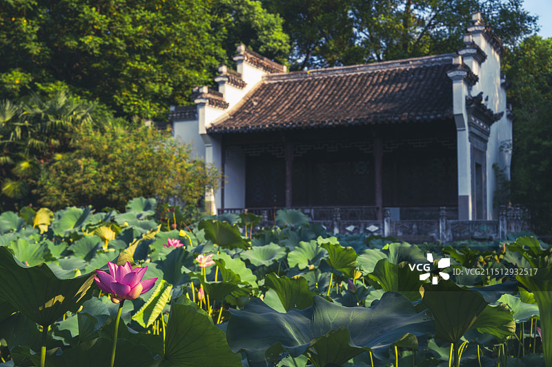 安庆菱湖公园盆景园荷花图片素材