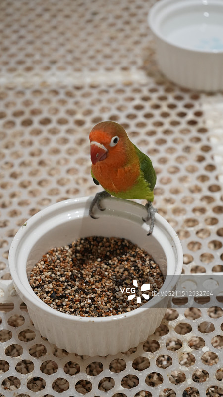 展览中的鹦鹉图片素材