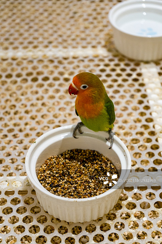 展览中的鹦鹉图片素材