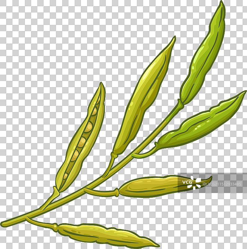 彩色芥菜枝图片素材