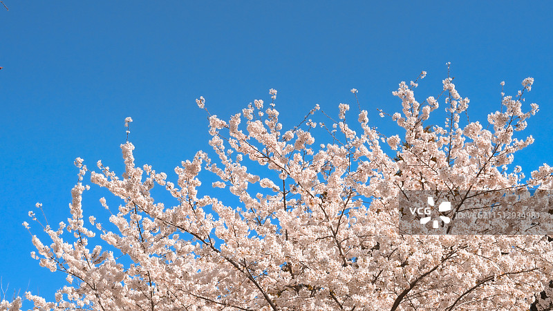 春天的樱花图片素材