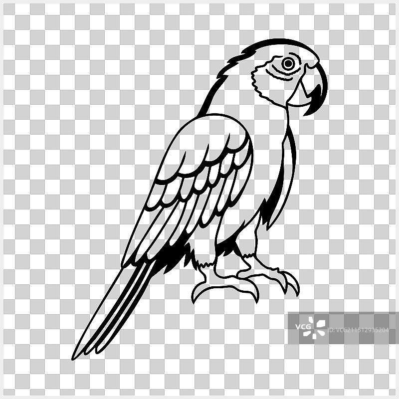 动物鹦鹉黑白填色页图片素材