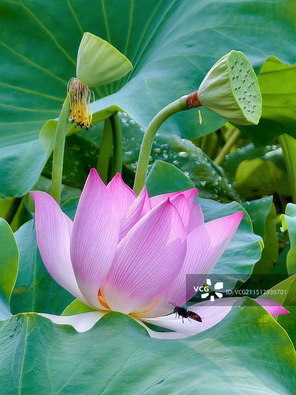 池塘里荷花的特写镜头图片素材