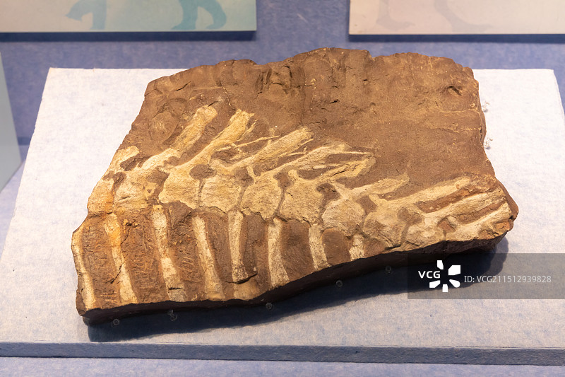 扬州博物馆展出恐龙化石鸭嘴龙类(尾椎)(翻制模型)白垩纪浙江仙居图片素材