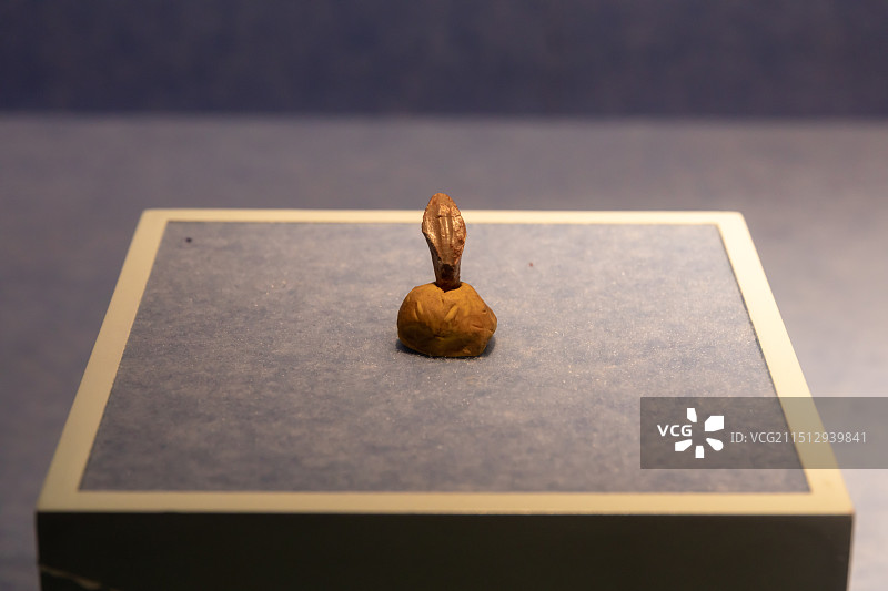 扬州博物馆展出恐龙化石禽龙类:戈壁原巴克龙(牙齿)(化石) 时代:白垩纪  产地:甘肃图片素材