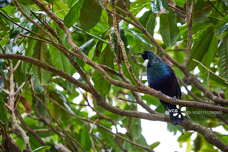 树枝上的图伊鸟Tui图片素材
