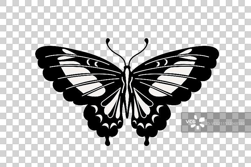 黑白蝴蝶图片素材