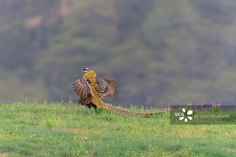 白冠长尾雉图片素材
