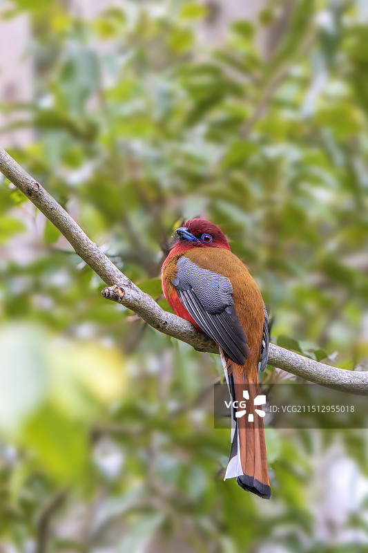红头咬鹃图片素材