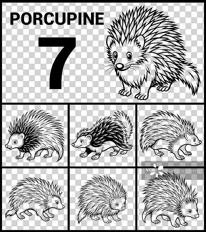 豪猪轮廓细节图片素材