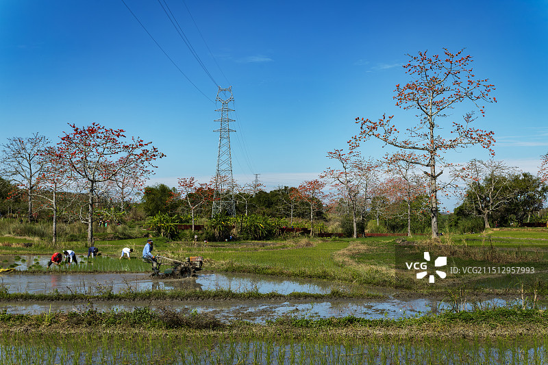 木棉花开图片素材