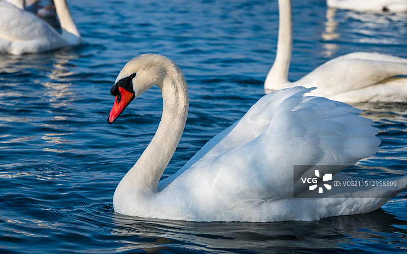 天鹅图片素材