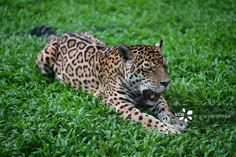 金钱豹图片素材