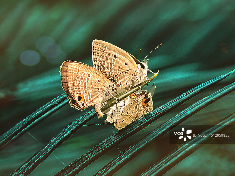 三蝶之恋图片素材