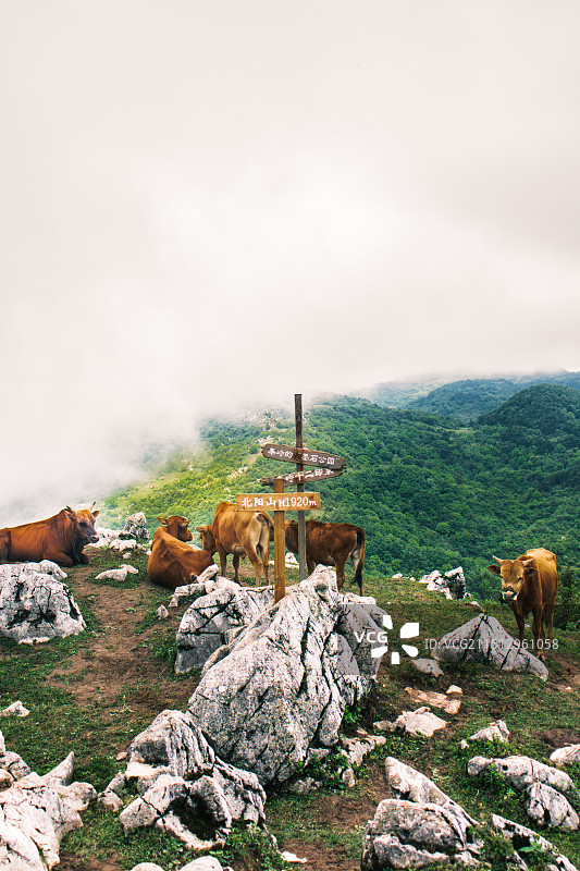 北阳山上的牛图片素材