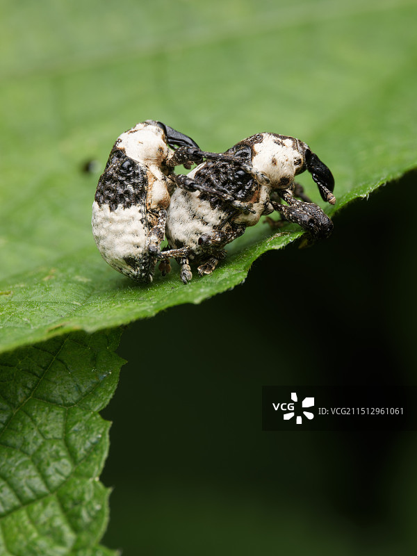安吉续目生态微距昆虫鸟粪象鼻虫图片素材