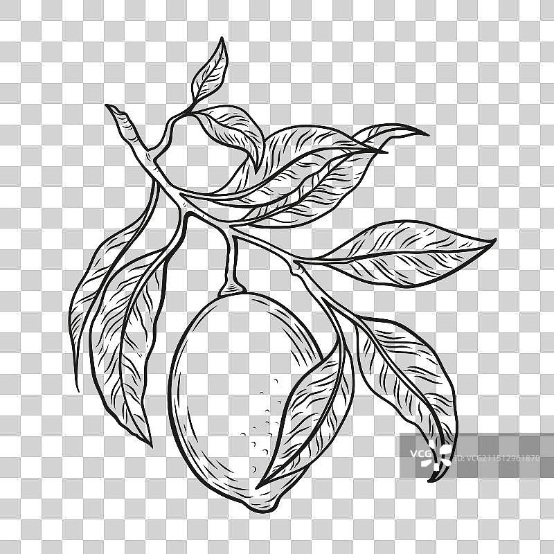 带叶柠檬树枝简笔画图片素材