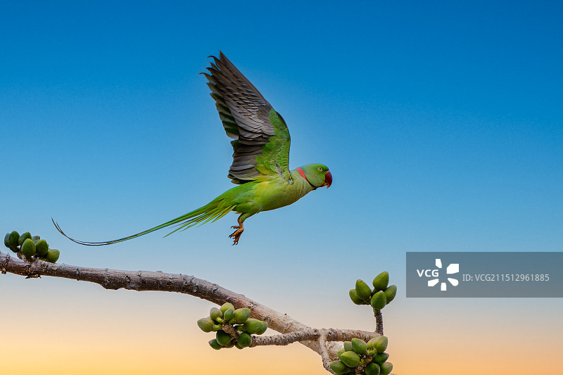 亚特兰大鹦鹉图片素材