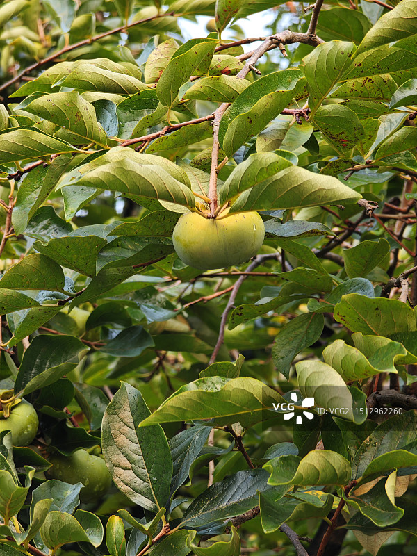 柿子树 青柿子 上海夏季8月份的柿子果实状态 上海浦东世纪公园里的季节性植物图片素材