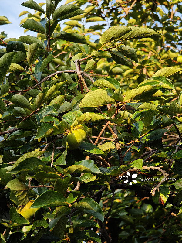 柿子树 青柿子 上海夏季8月份的柿子果实状态 上海浦东世纪公园里的季节性植物图片素材