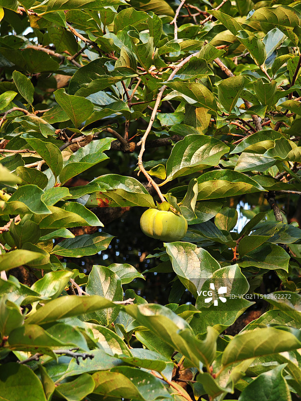 柿子树 青柿子 上海夏季8月份的柿子果实状态 上海浦东世纪公园里的季节性植物图片素材