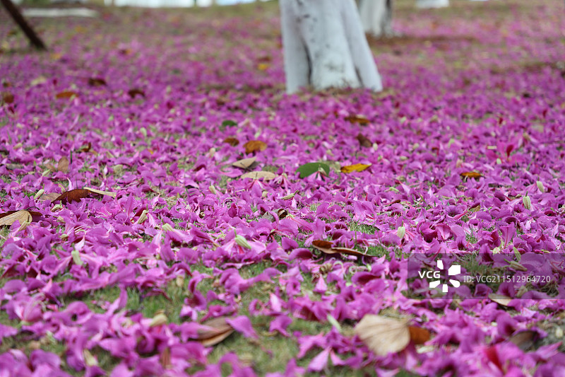 落英缤纷图片素材