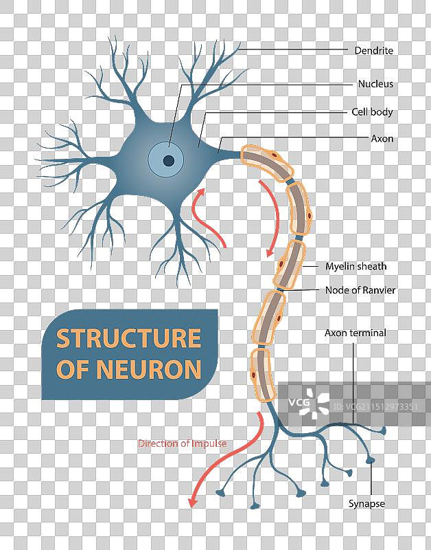 神经元结构图片素材