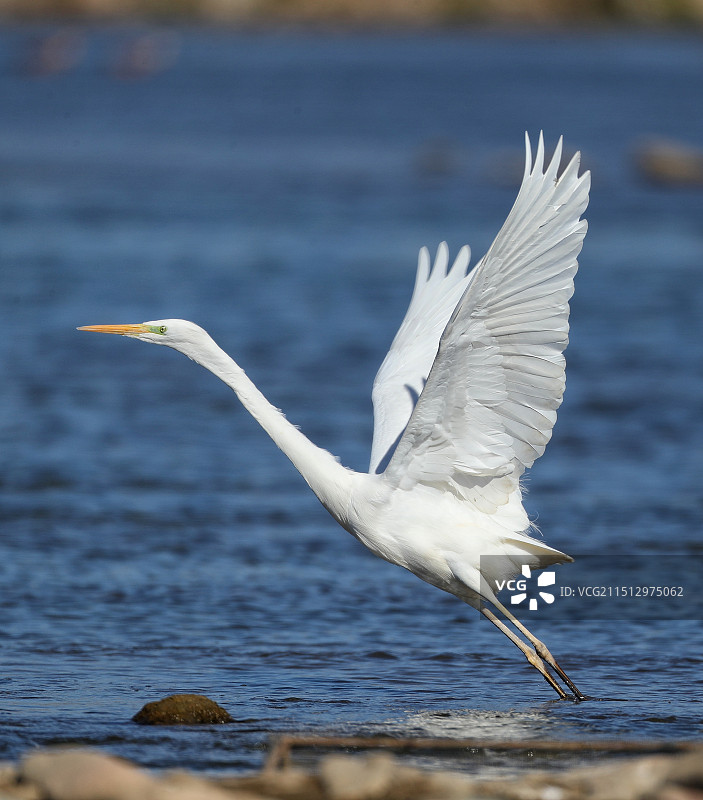 天鹅水面冰面嬉戏天空飞翔图片素材