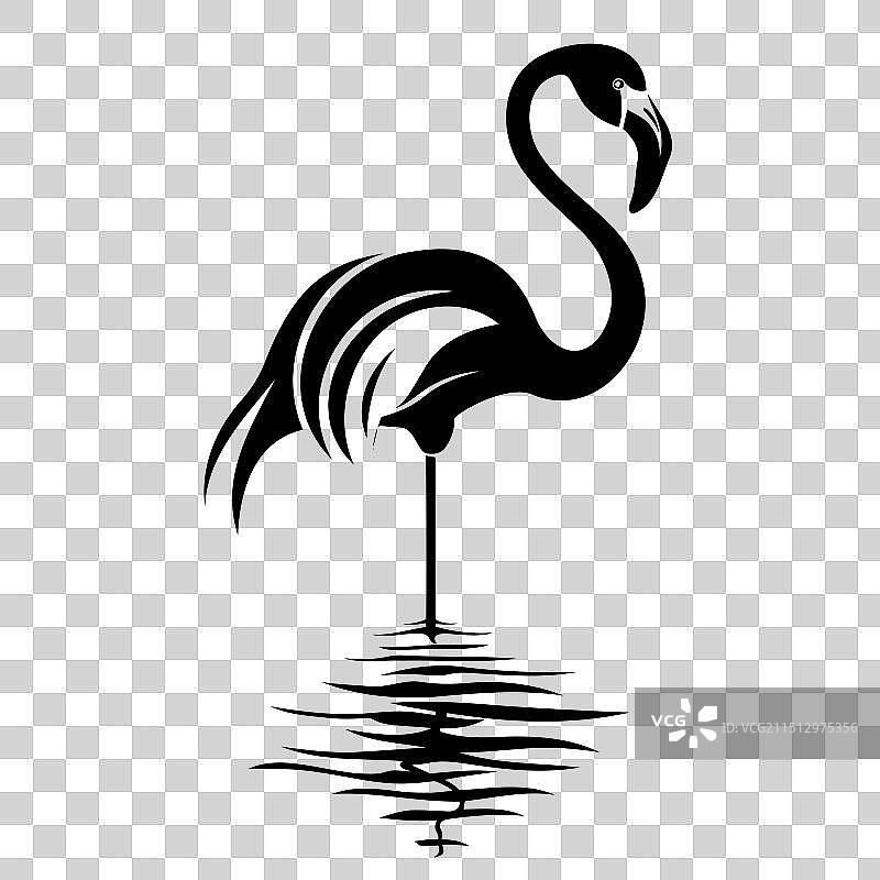 黑白站立的火烈鸟图片素材