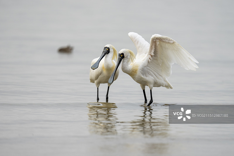 两只带繁殖羽的黑脸琵鹭图片素材