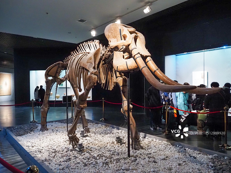 洛阳博物馆的猛犸象化石展览图片素材