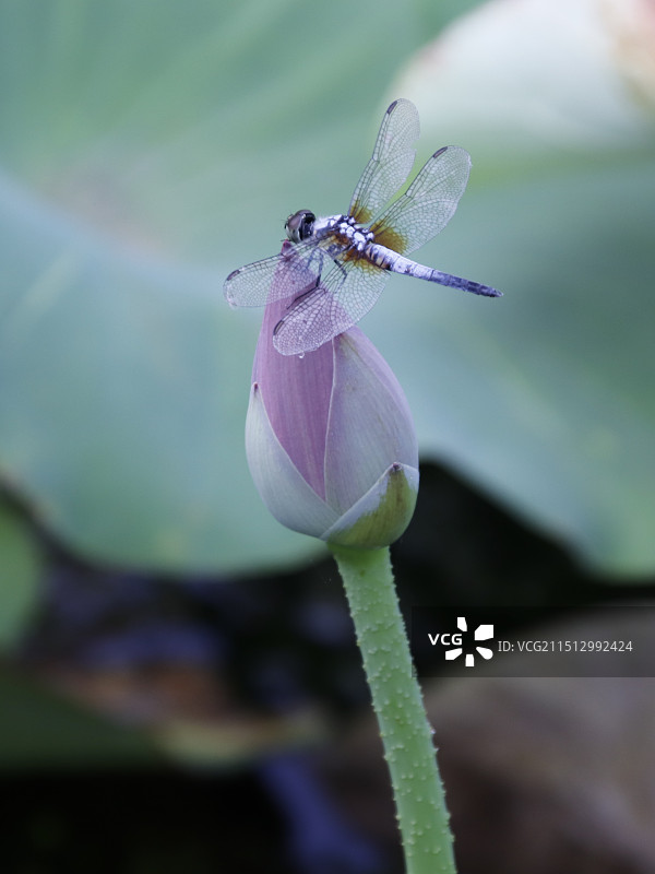 小荷上的蜻蜓特写图片素材