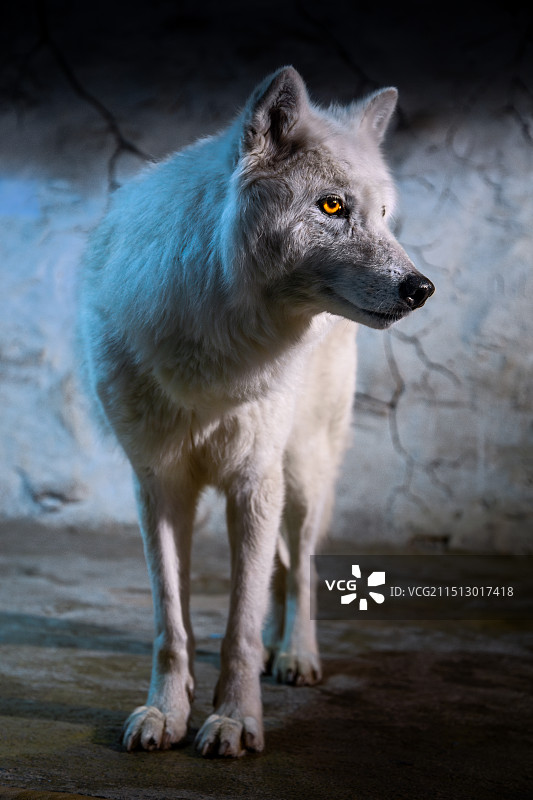 大连圣亚海洋世界中站在户外的白狼的特写镜头图片素材