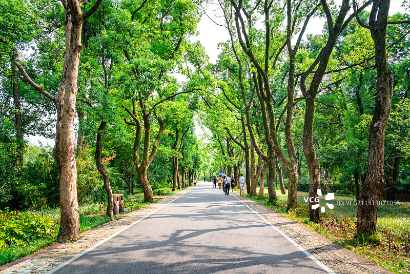 武汉东湖落雁景区里的东湖绿道图片素材