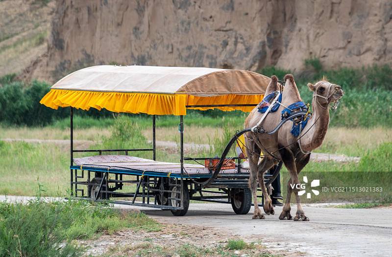 银川郊区水洞沟中国史前考古的发祥地，一只骆驼拉着游客观光车图片素材