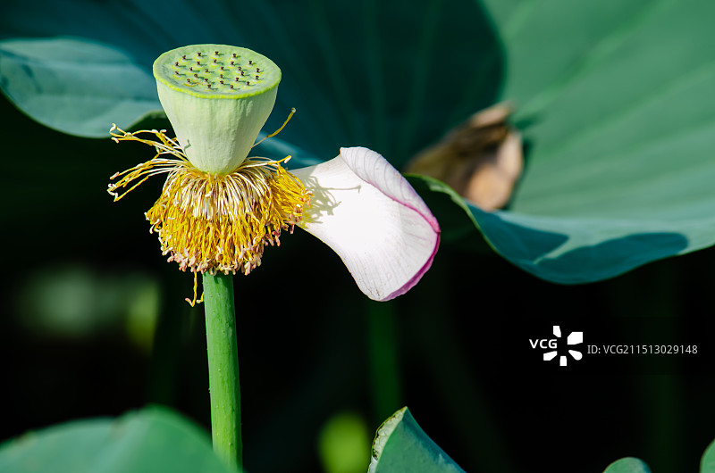 中国野生植物水生植物拍摄主题，公园园林池塘荷塘湖水中清新美丽的荷花与莲蓬头莲子，户外白昼无人图像摄影图片素材