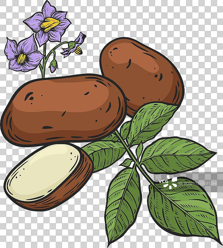 马铃薯植物复古线条画图片素材