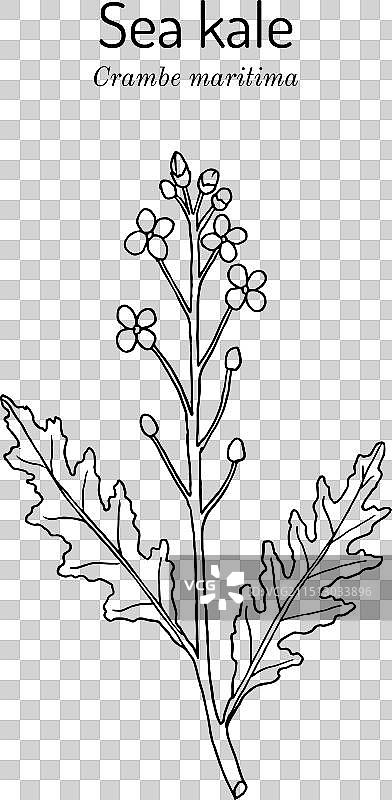 海甘蓝或海芥蓝图片素材