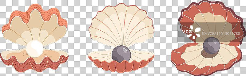 优雅的扇贝海螺与闪亮珍珠图片素材