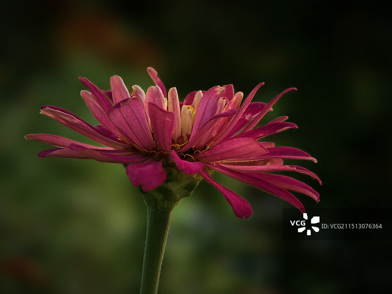 夕阳下的百日菊图片素材