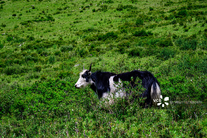 川西高原原生态草原山地牦牛图片素材