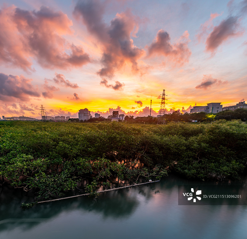 红树林图片素材