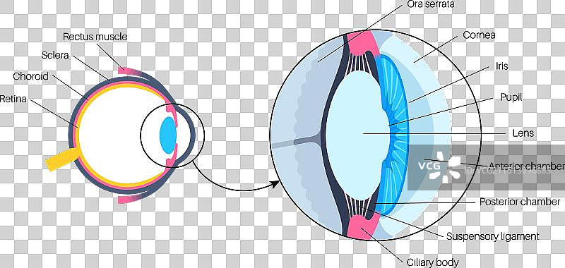 眼睛解剖结构海报图片素材