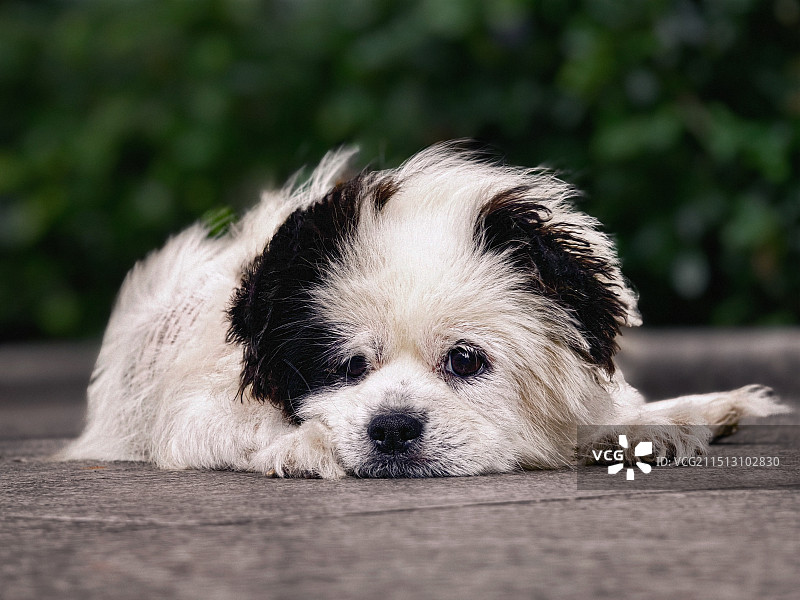 小狗趴在地上乘凉图片素材