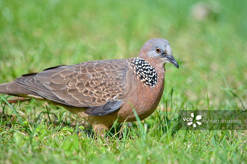 珠颈斑鸠图片素材